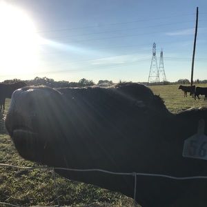 Meet your Posher, Amaya